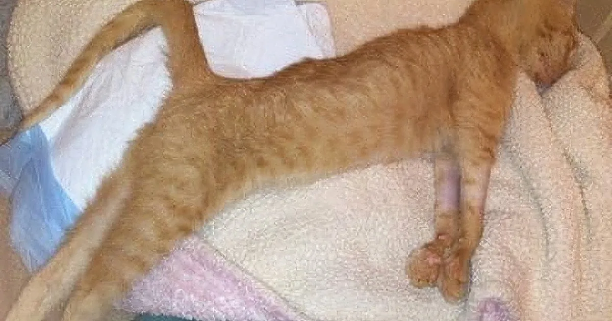Vets Asked Her to Euthanize This Paralyzed Kitten. but What She Did Is Absolutely Inspiring!