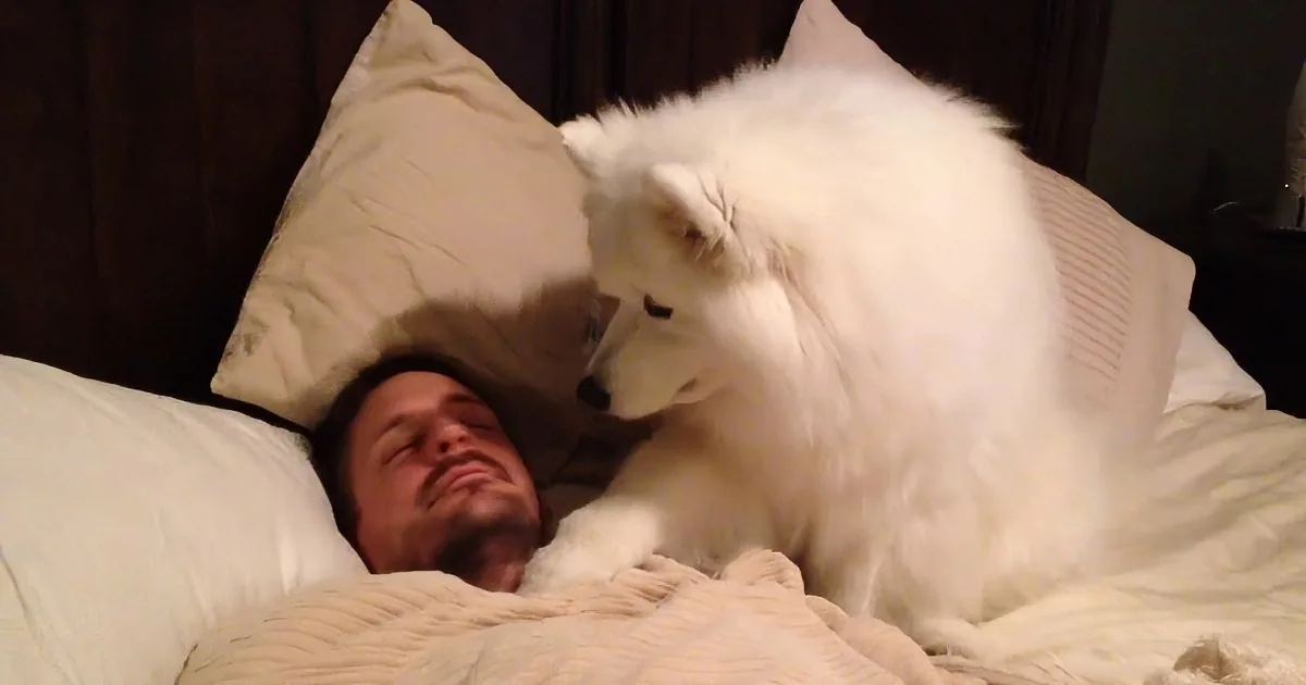 A fluffy white dog is playfully interacting with a person lying in bed, both covered with a striped blanket.