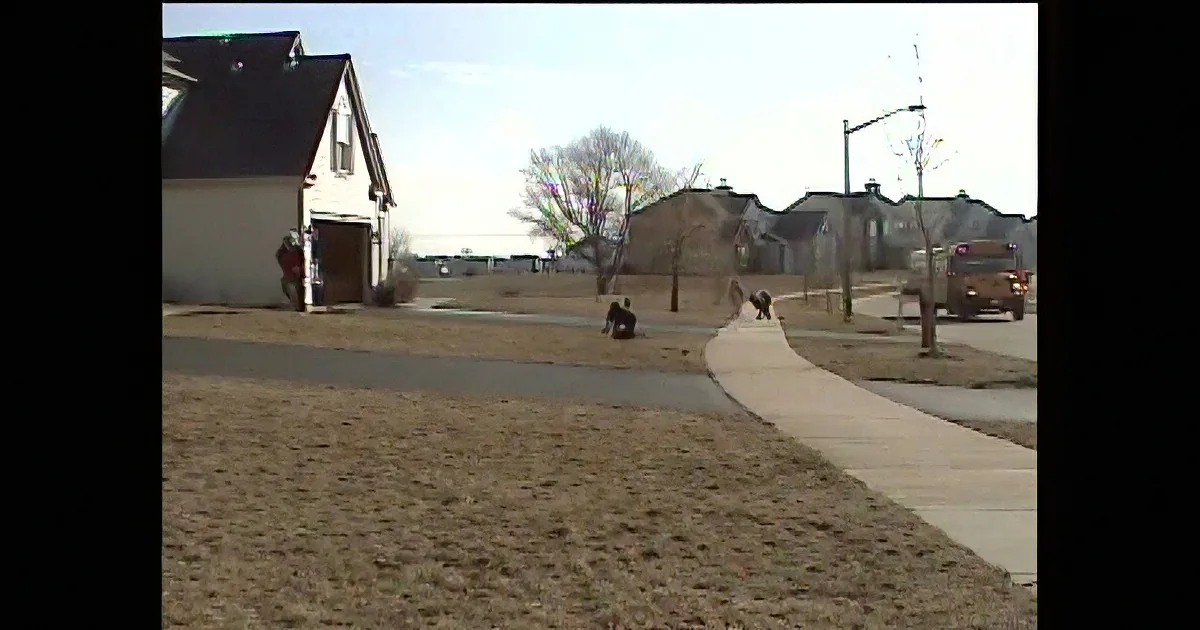This Dog Is Patiently Waiting for Something. When You See What, You Are Going to Be Amazed!