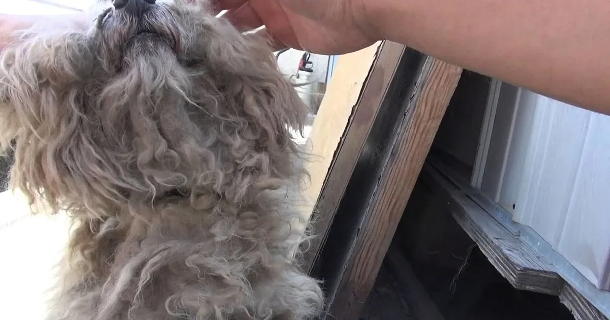 A fluffy, curly-haired dog being groomed by a person near a wooden door.