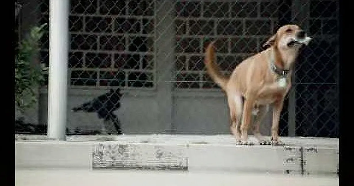 This Dog Has Some Cash in His Mouth. I Was Shocked to Find out Why!