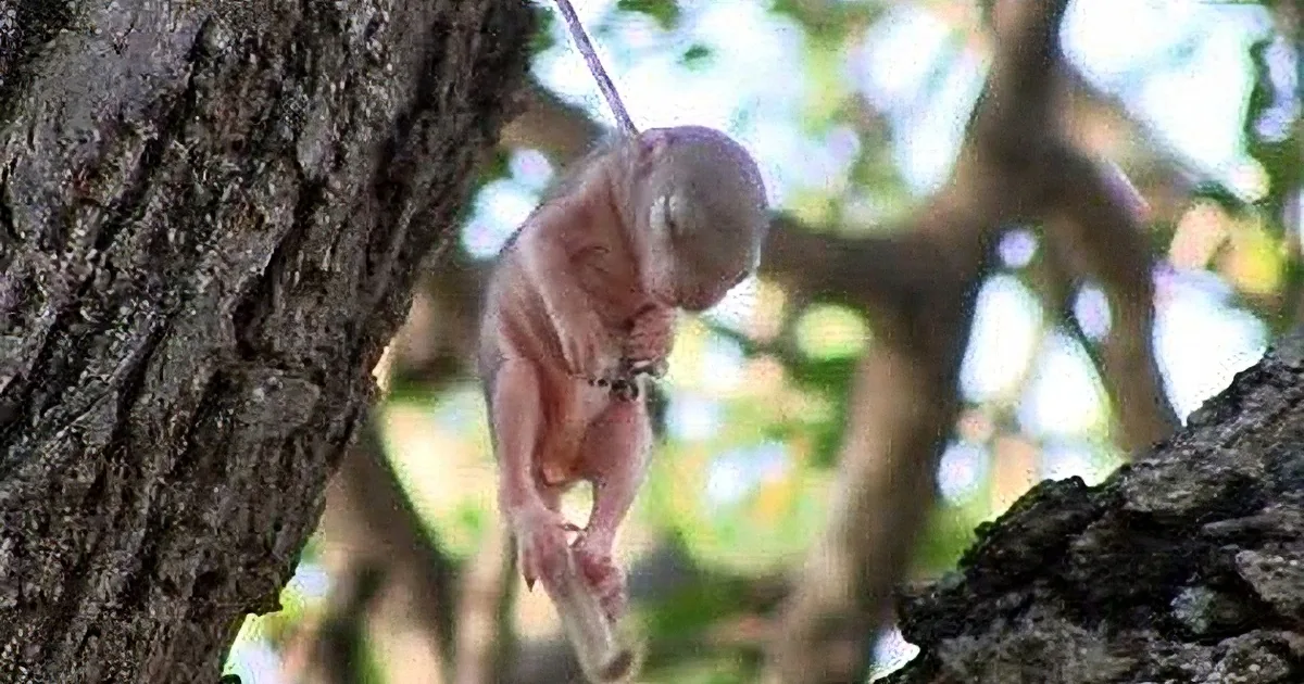A baby monkey hangs upside down from a tree branch, gripping with its tiny hands and feet.
