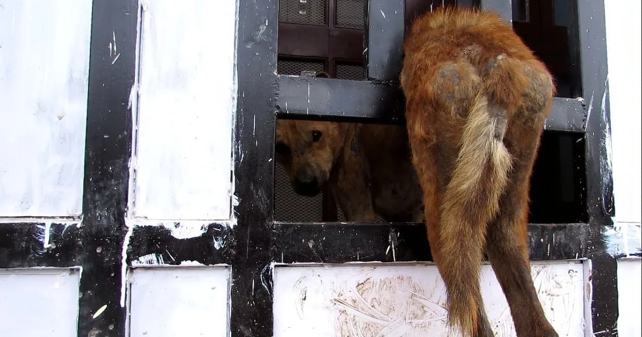 They Were Hearing Painful Cries From Here but Hadn''t Expected to See This...Heartbreaking!