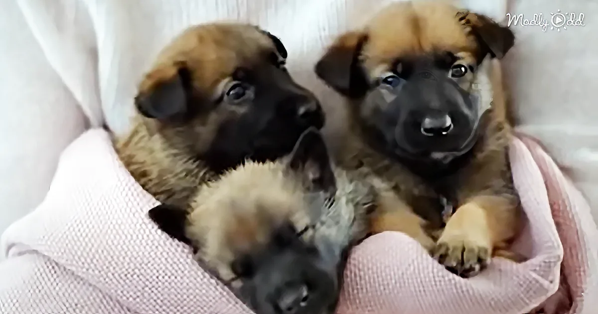 Three adorable puppies with brown and black fur are nestled together on a pink blanket.