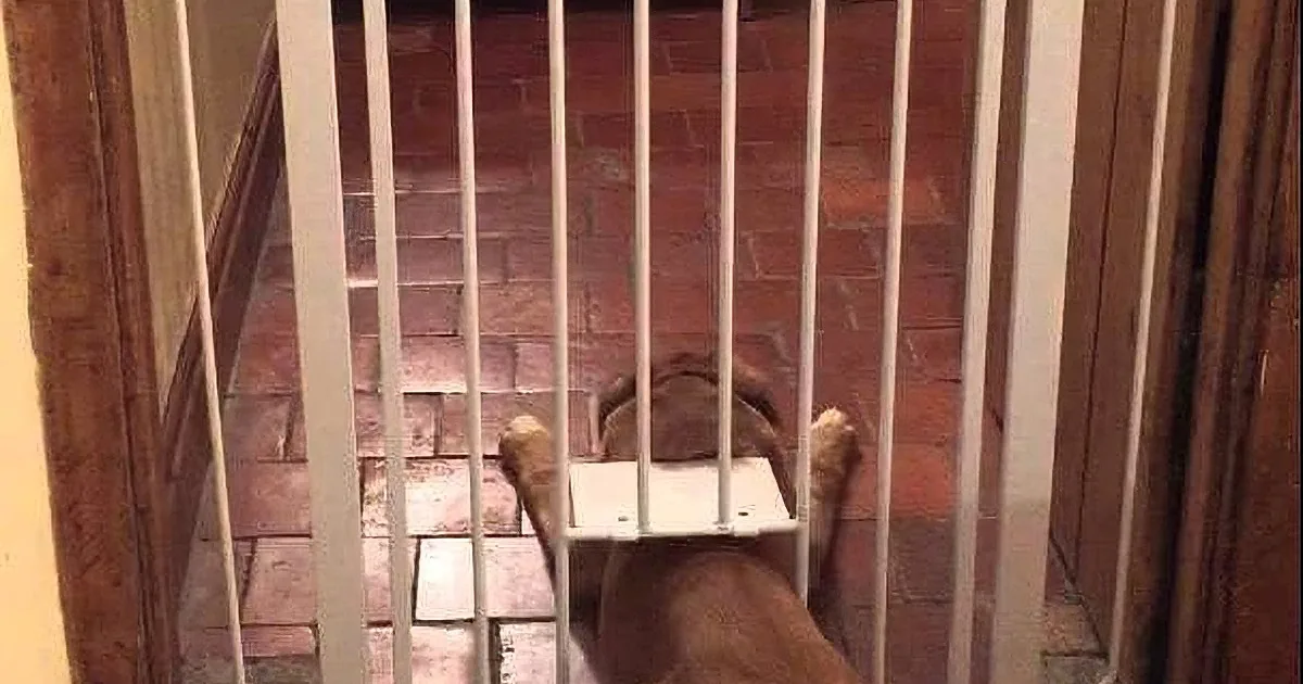 A brown dog is eagerly looking through a white metal gate, with its paws resting on the bars.