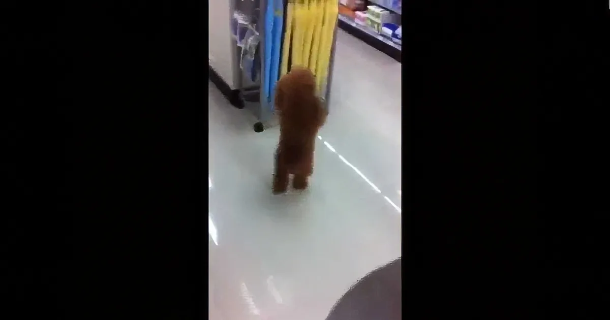When Owners Took Their Dog to the Store, They Had No Idea He Would Do This. Hilarious!