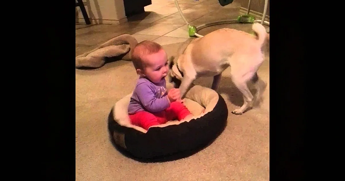 A baby in a purple shirt sits in a dog bed, interacting with a light-colored dog.