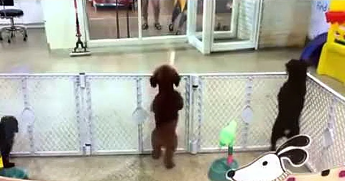 A small brown dog stands on hind legs, looking through a glass door, surrounded by toys and a fence.