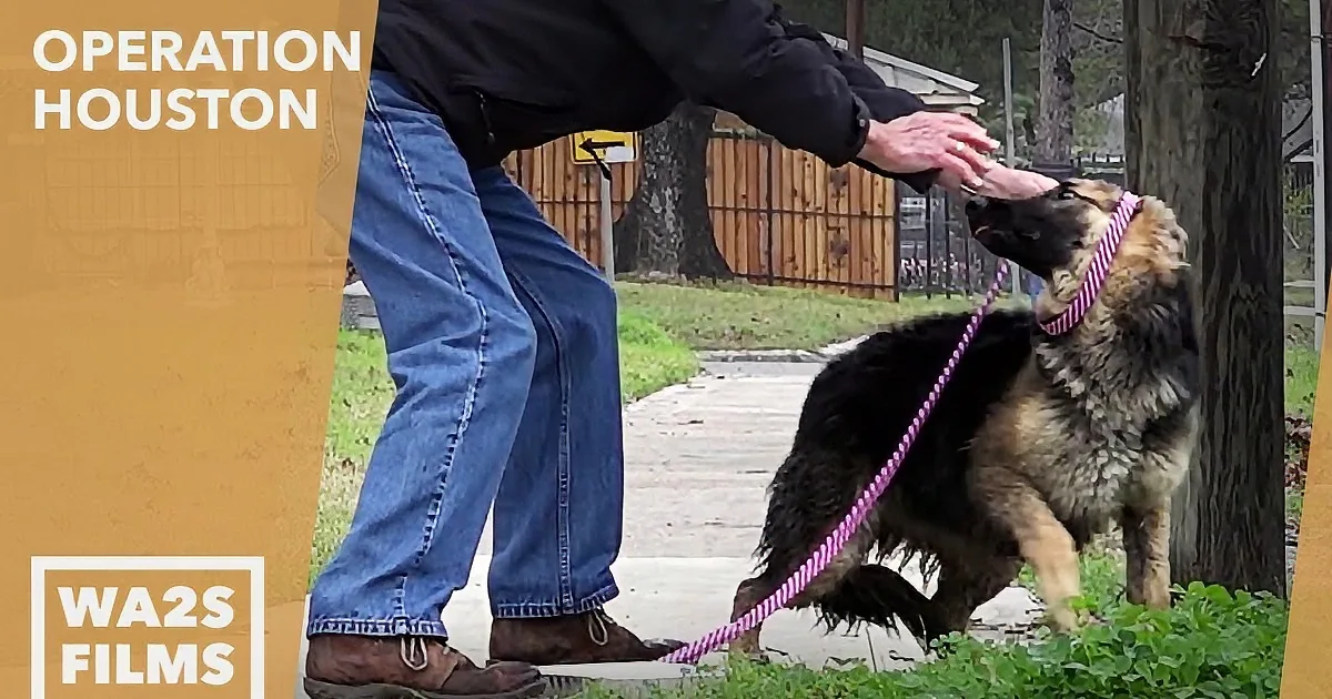 A person pets a German Shepherd on a leash in a park setting.