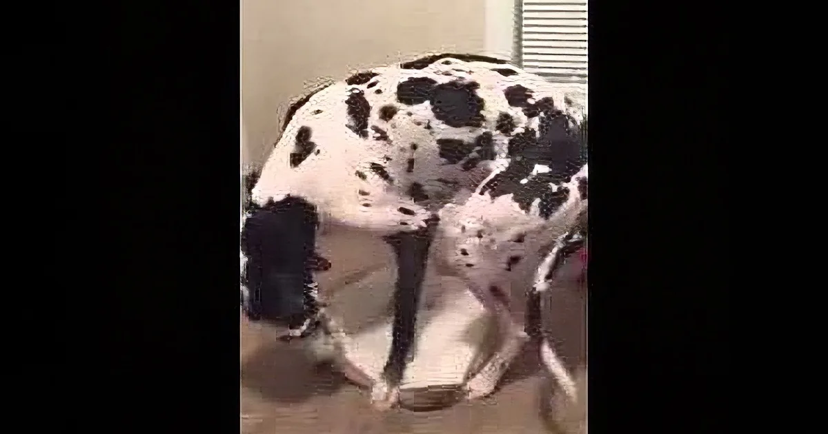 A black and white dog is bending down, possibly to sniff or pick something up on the floor.