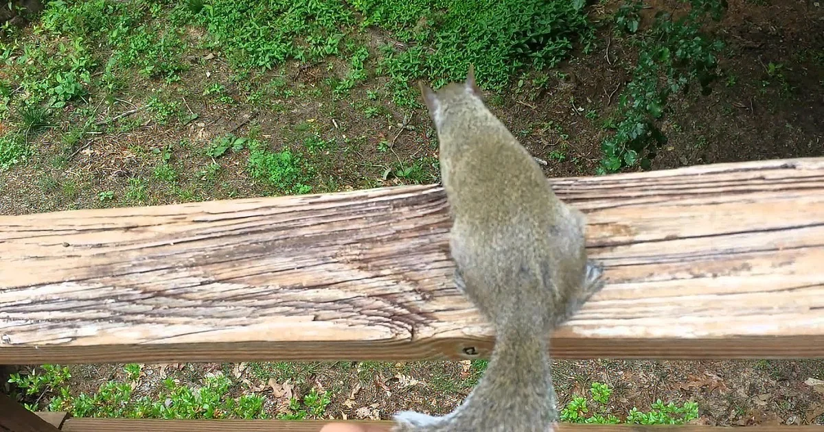 A squirrel is climbing on a wooden railing, with its tail and part of its body visible.