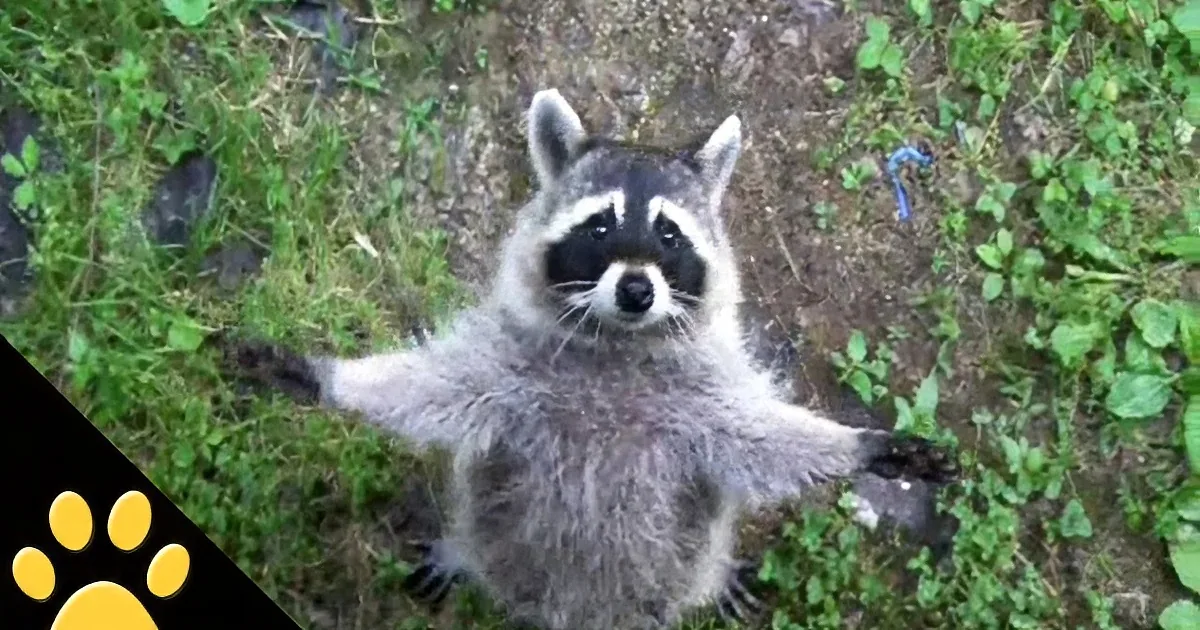 This Raccoon Was Being a Pest. so This Dog Did Something Totally Hilarious!