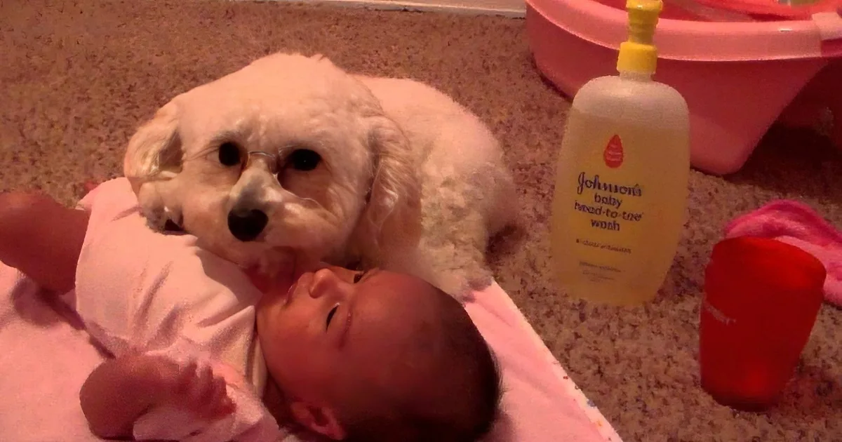 A white dog sits beside a baby wrapped in a towel, with baby wash and a red cup nearby.