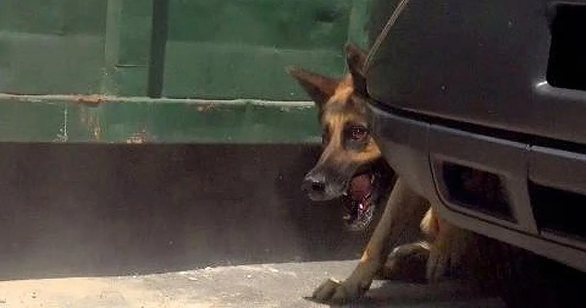 You''re Not Going to Believe What They Had to Go Through to Save This Dog Lost on a Busy Road, Hair-Raising!