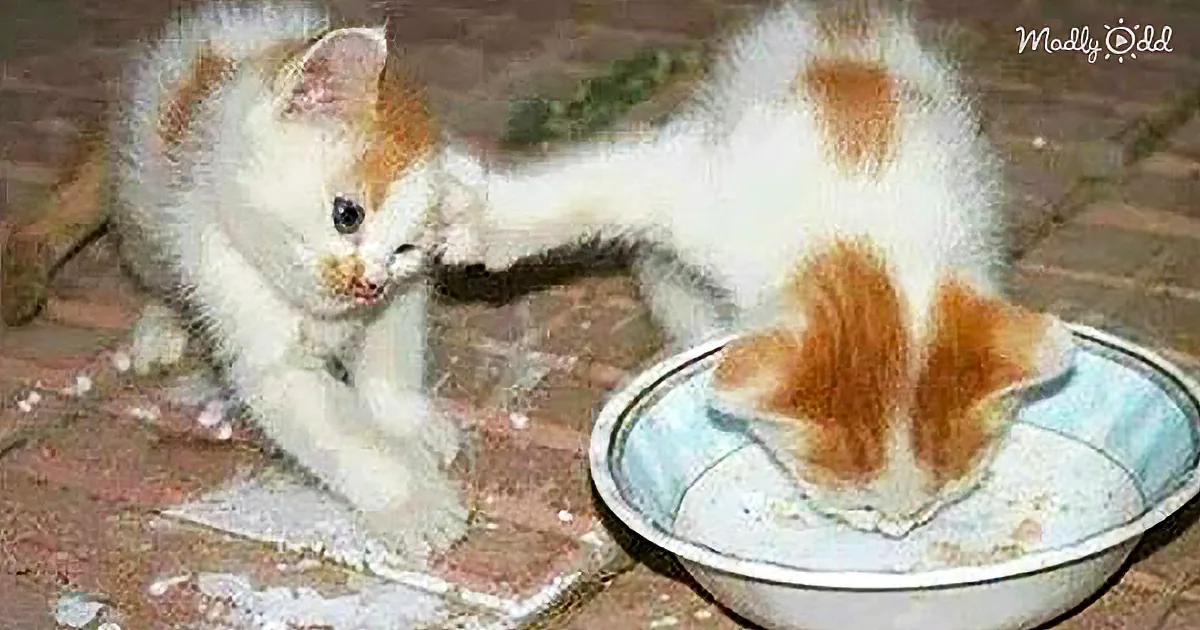 A kitten with orange patches is playfully interacting with a plate of food on a brick floor.
