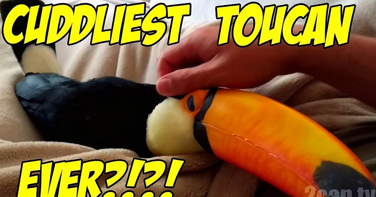 Check out This Bird That Thinks He's a Lapdog. When You Hear the Sound? It's Like Cloud Nine!