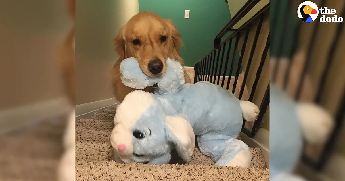 A golden retriever puppy holds a blue stuffed elephant toy, sitting on a carpeted staircase.