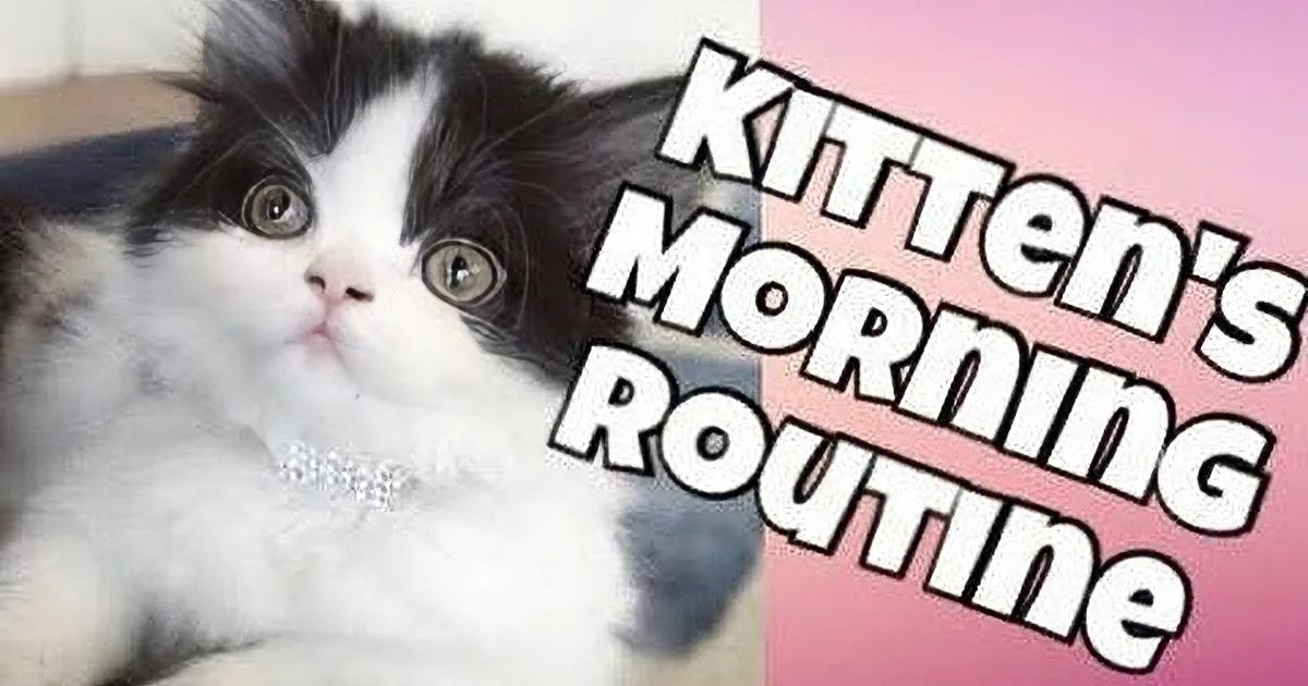 A fluffy black-and-white kitten with a pink nose and a pink background with white text.