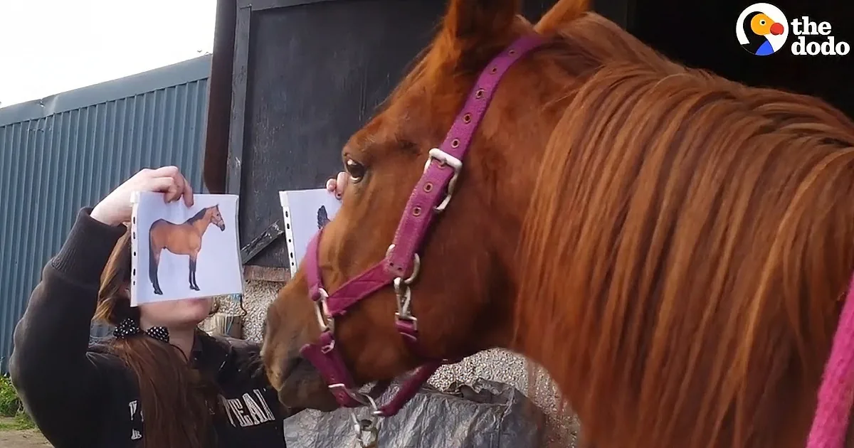When You See How Much This Horse Is in Love With Himself? You''ll Crack up, LOL!
