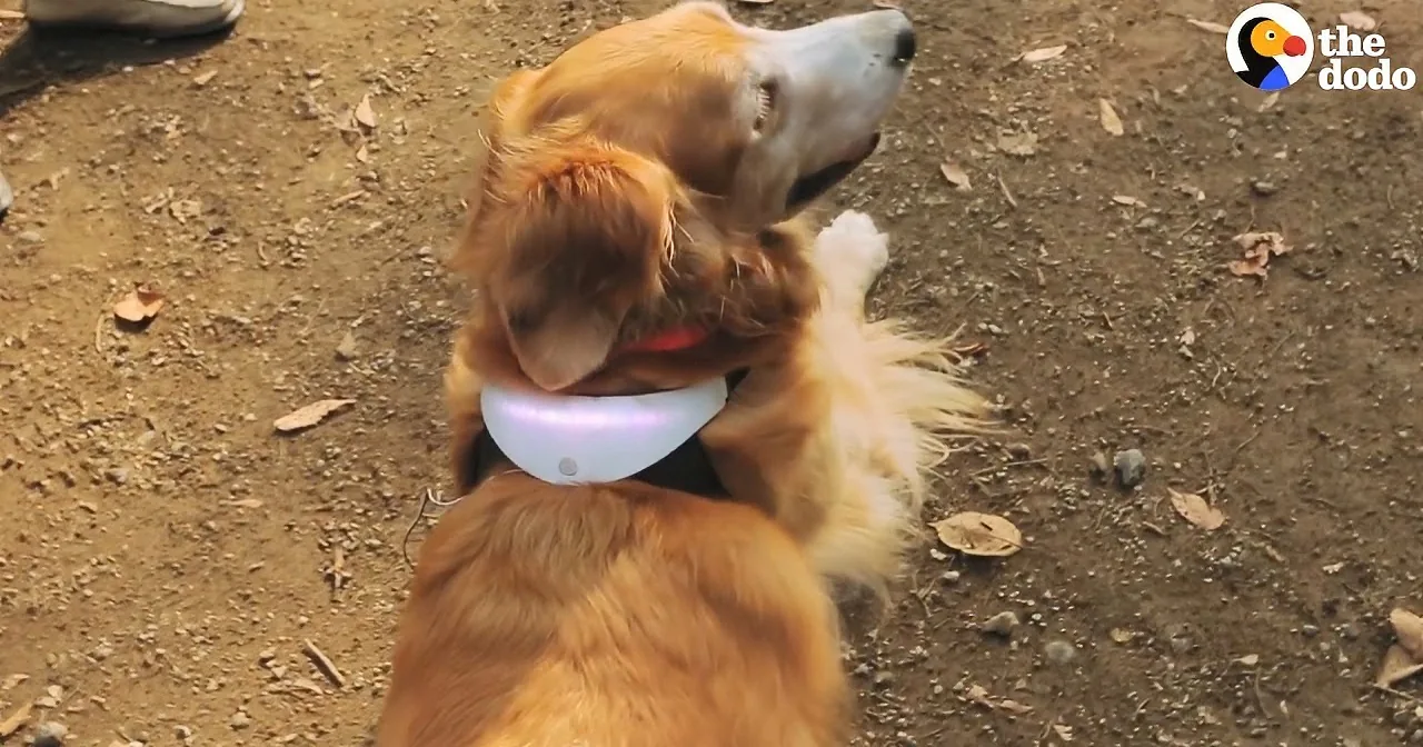 You''re Not Going to Believe What This High-Tech Dog Collar Does, It''s Like Science Fiction. Amazing!