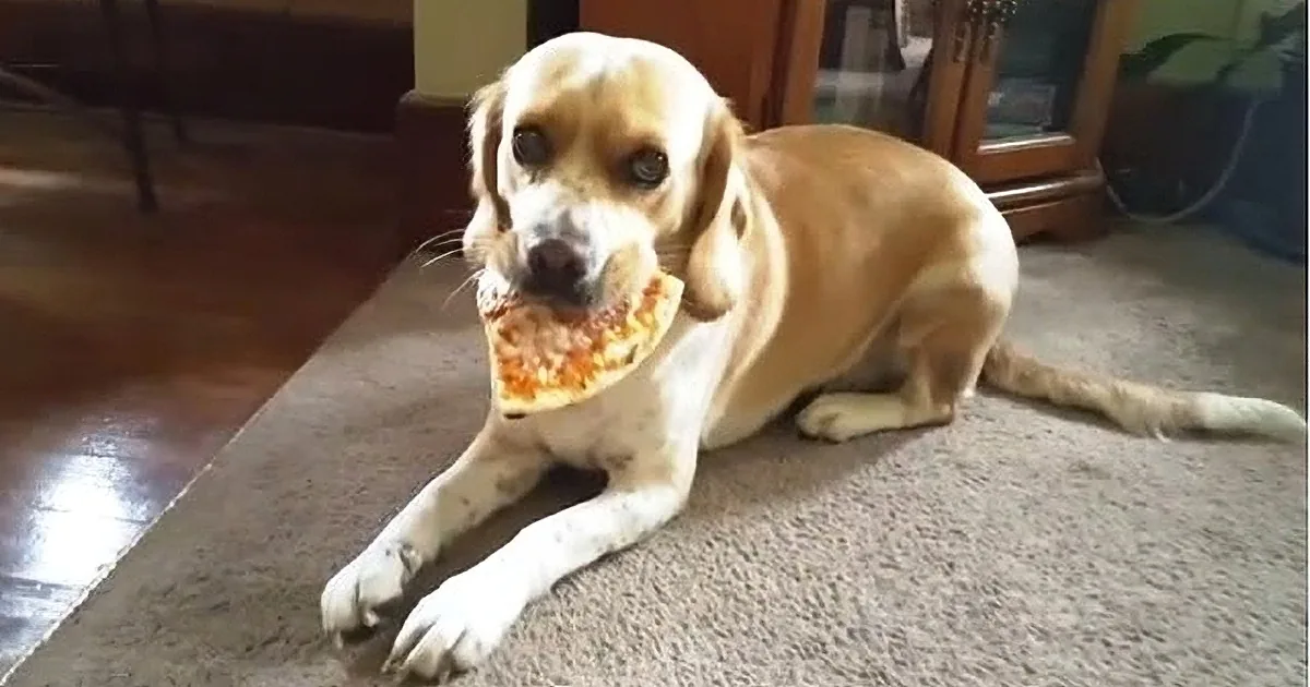 This Dog Got Sick of Watching People Eat Pizza, so He Took Matter Into His Own Paw, OMG!