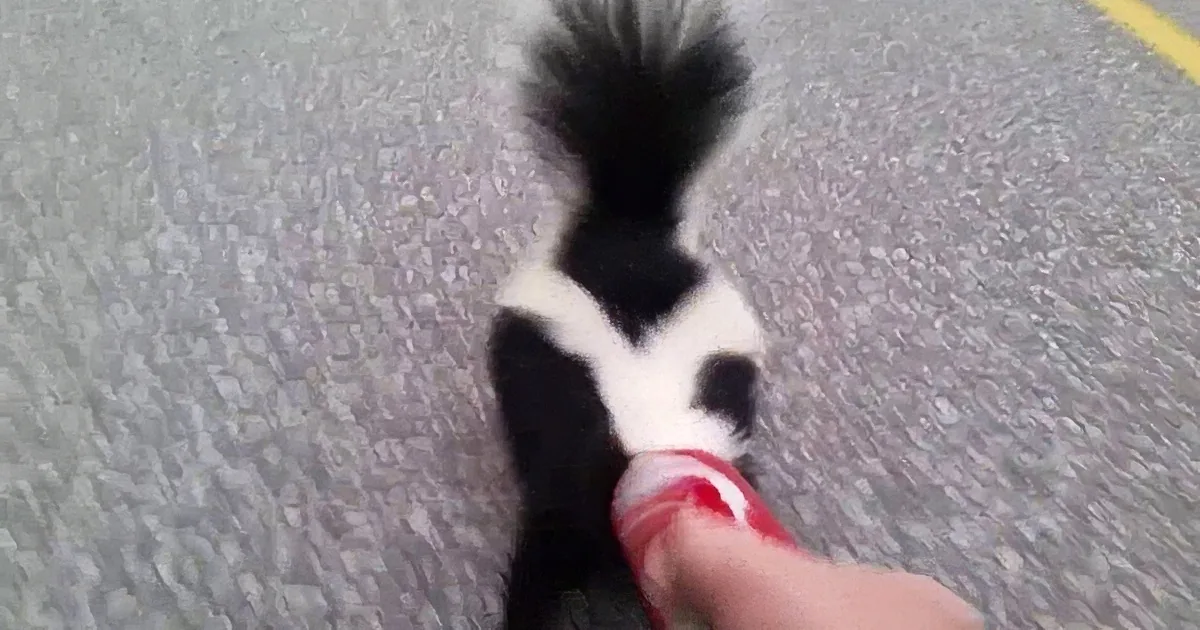 This Skunk Is Running Around Like a Headless Chicken - Look What Happened to Its Head! Oh No!