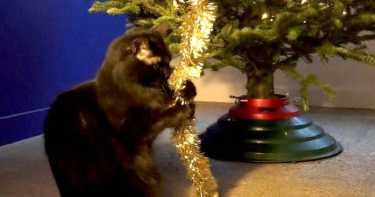 A cat sniffs golden tinsel on a Christmas tree, with a red and black base visible.