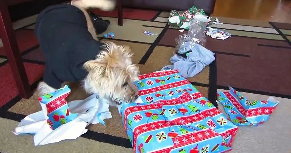 A fluffy dog sniffs a wrapped gift on the floor, surrounded by wrapping paper and a person in the background.