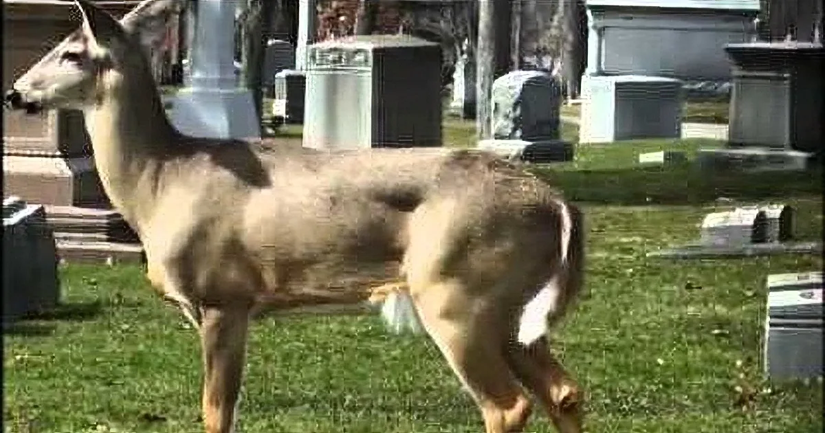 A deer stands amidst gravestones in a cemetery, surrounded by grass and tombstones.