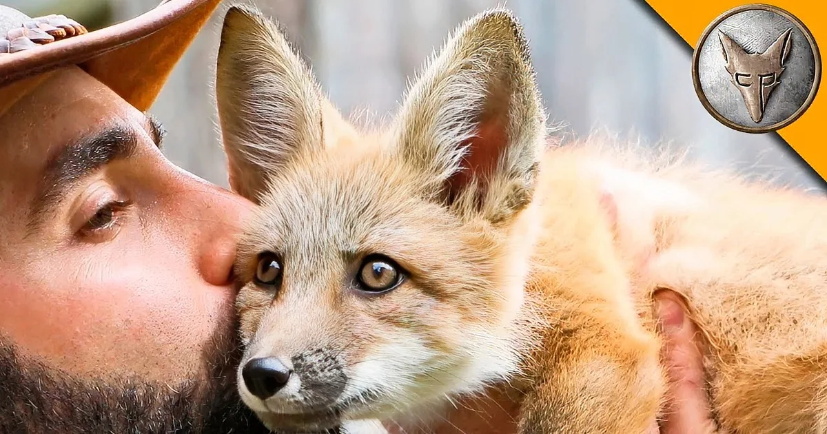 Watch as the Coyote Finally Met His Match in a Cute Baby Red Fox, Precious!