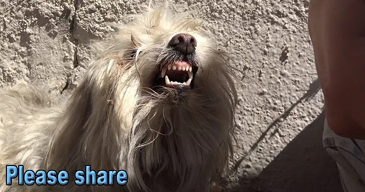 A fluffy white dog with a wide-open mouth and tongue out, standing against a textured wall.