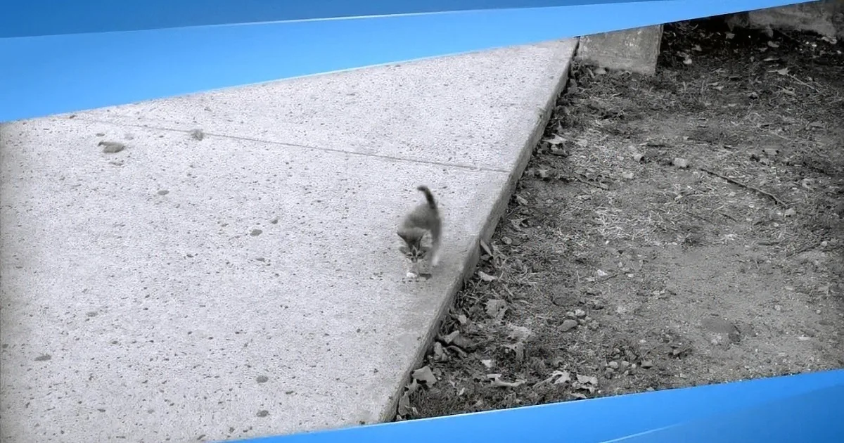 A small gray kitten walks on a concrete surface near a dirt patch.