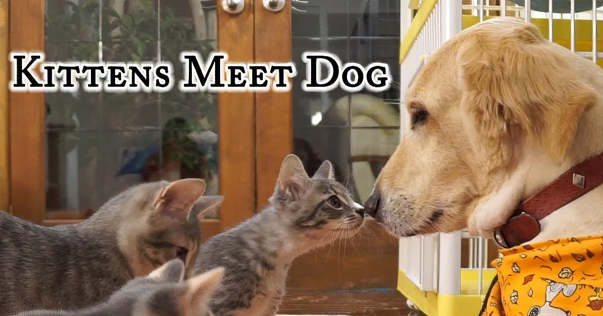 Brave Kitten Touches the Big Dog's Nose, Wait Till You See What Happens Next!