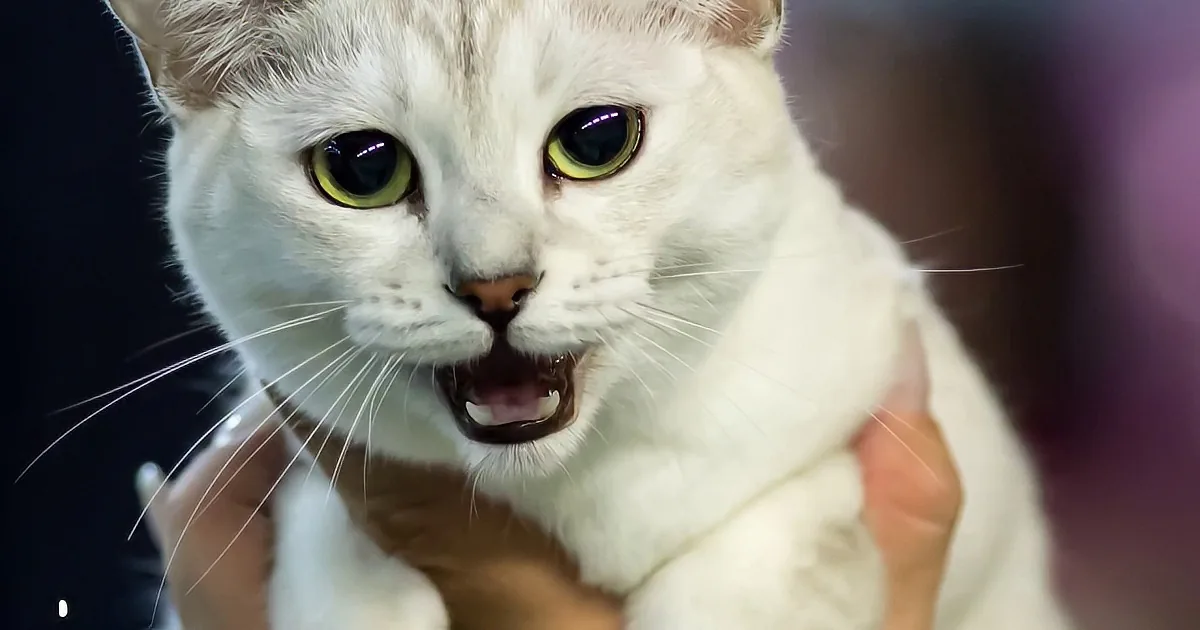 This Cat Is Called the Alien Cat, and When I Saw It? My Jaw Dropped to the Floor, OMG!