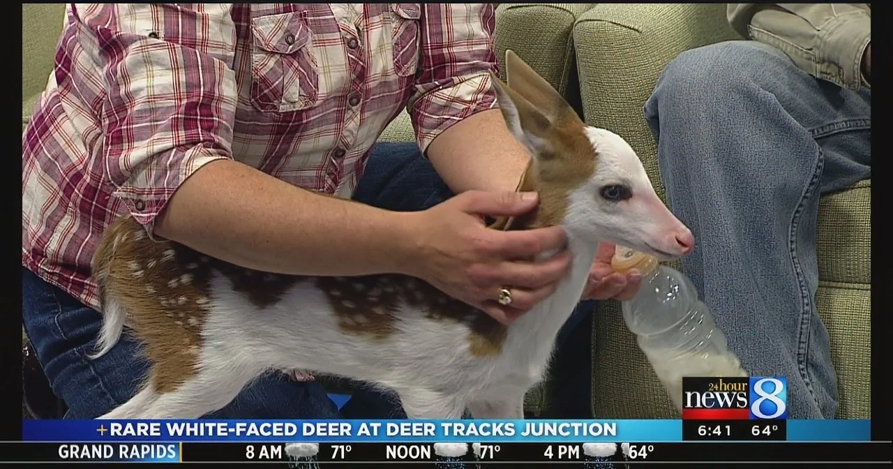 A person holds a rare white-faced deer fawn on a news broadcast.