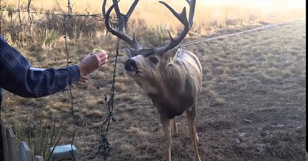 A person feeds a large buck deer with antlers, standing in a grassy field.