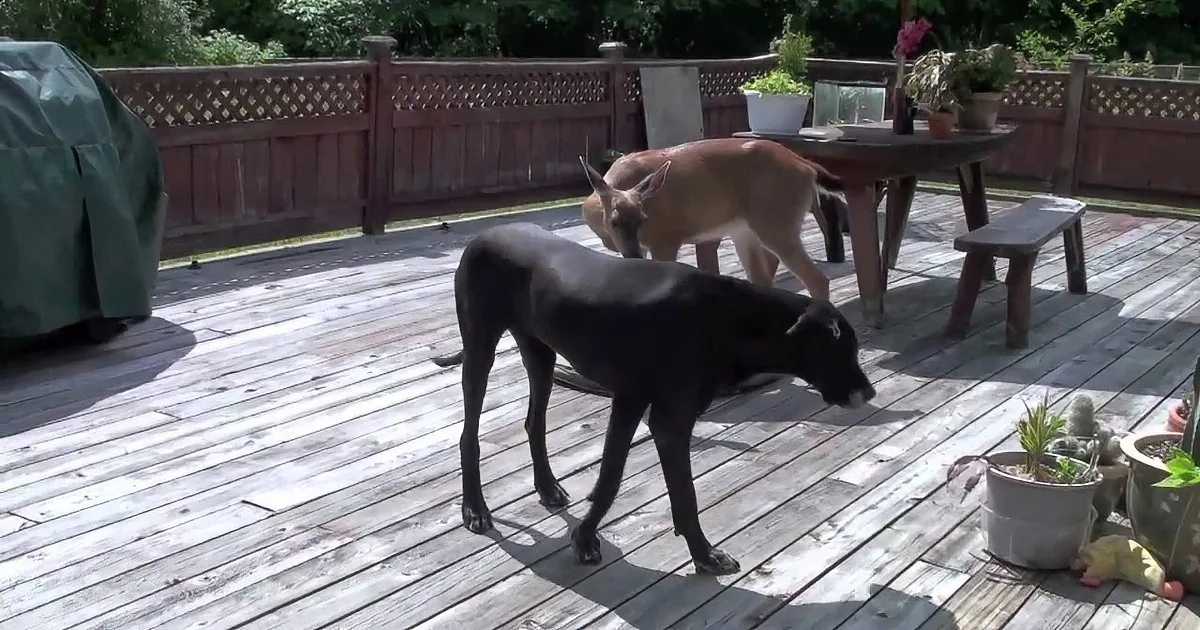 Two dogs, one black and one brown, are walking on a wooden deck near potted plants and a table.
