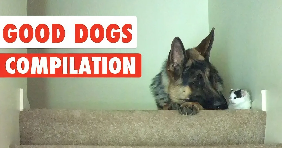 A German Shepherd dog lies on a carpeted staircase, looking down at a small white and black kitten beside it.