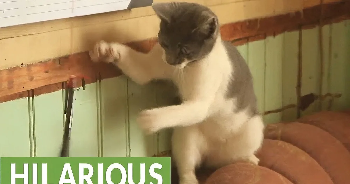 A white and gray kitten sits on a brown cushion, scratching a wooden structure with its front paws.