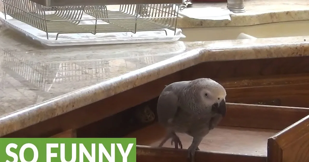 A curious grey parrot explores a kitchen drawer, with a "SO FUNNY" caption below.