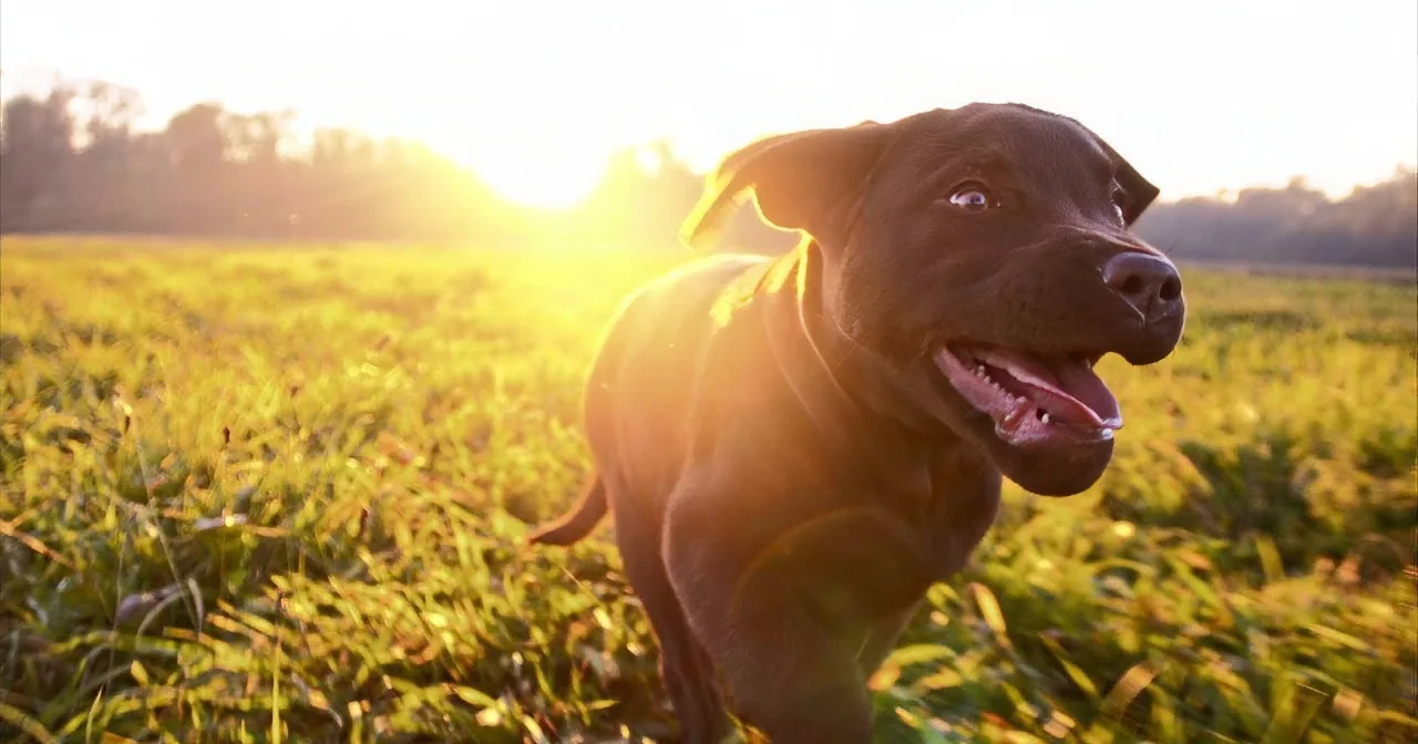 Brighten Your Day Instantly With These Puppies, Puppies, and More Puppies! so Cute!
