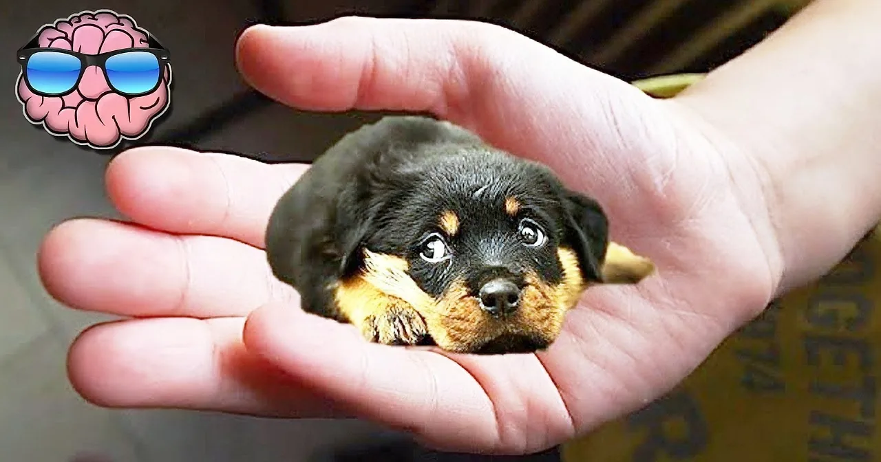 The Chihuahua Has Been Dethroned From the Smallest Dog Breed. by Who?