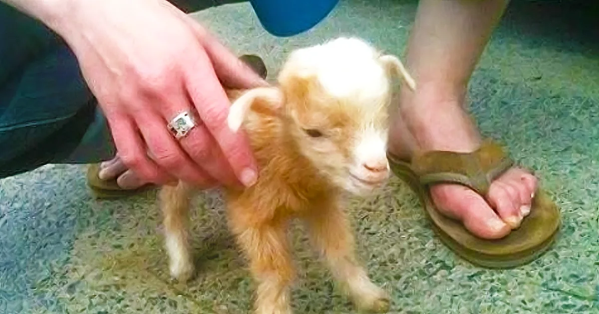 A small, fluffy, light brown lamb is being gently held by a person's hand.