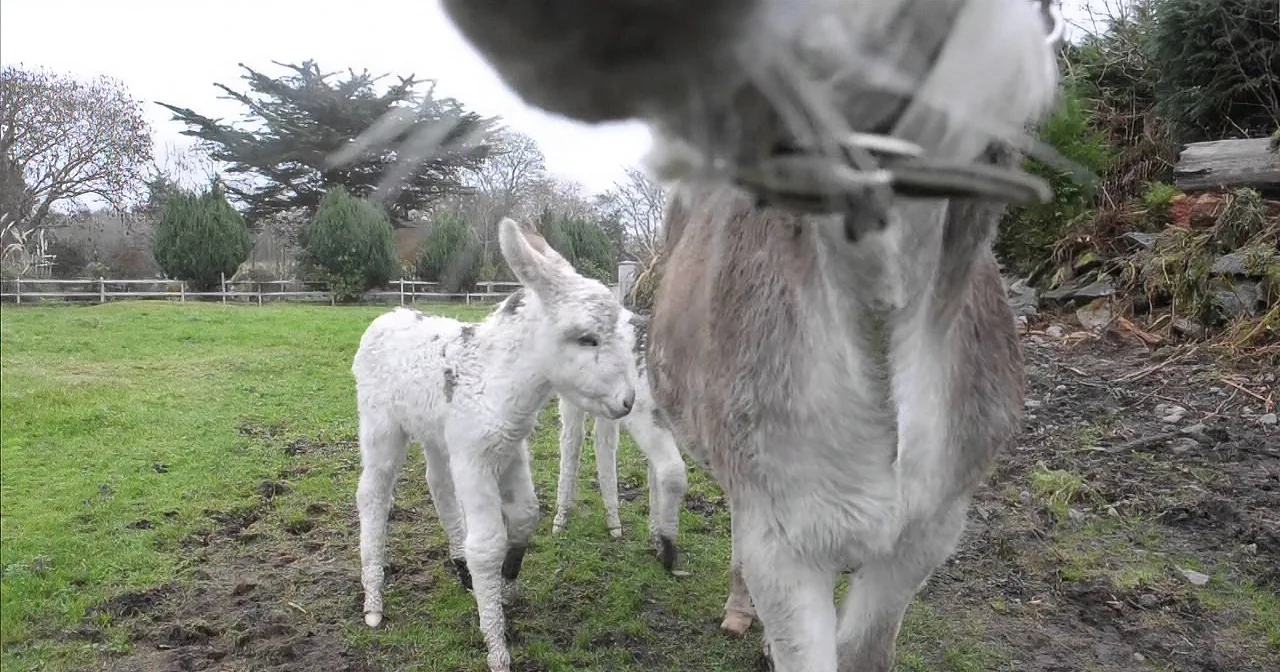 A donkey and its foal stand on grass, with the foal looking up at the donkey.