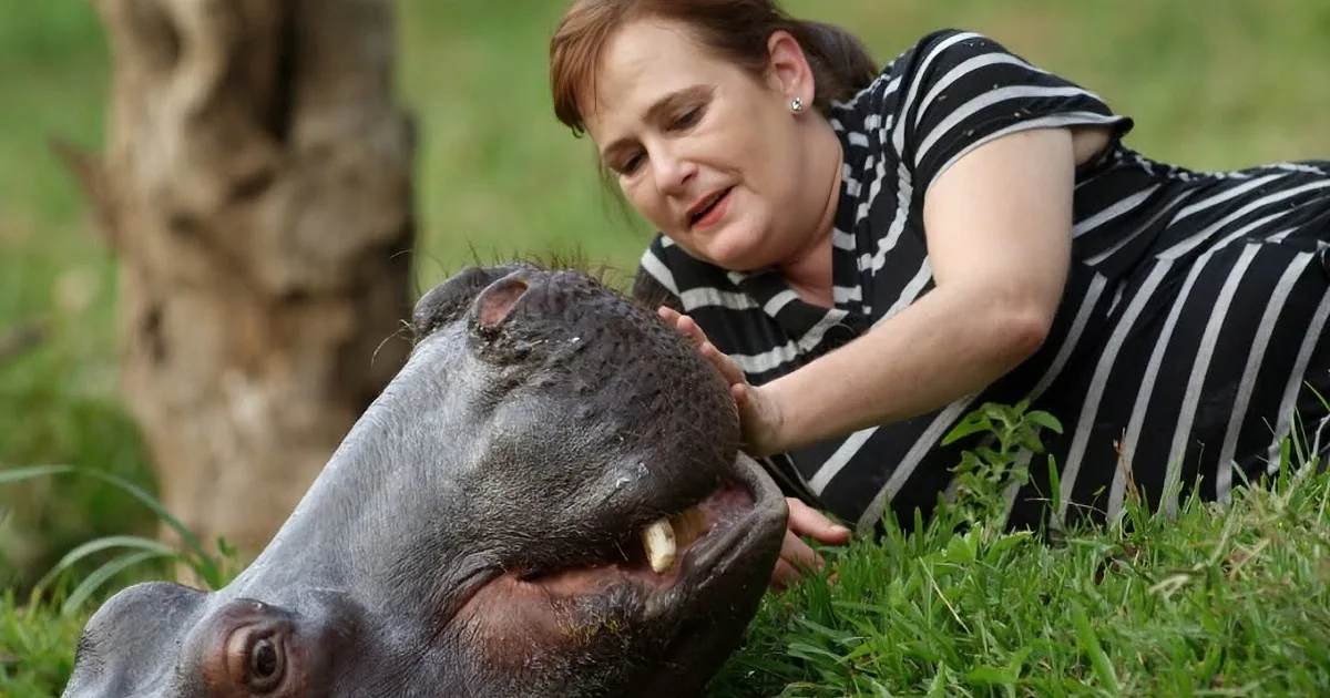 This Hippo Went Into Someone''s Living Room, What Happened Next Surprised the Hell out of Me!