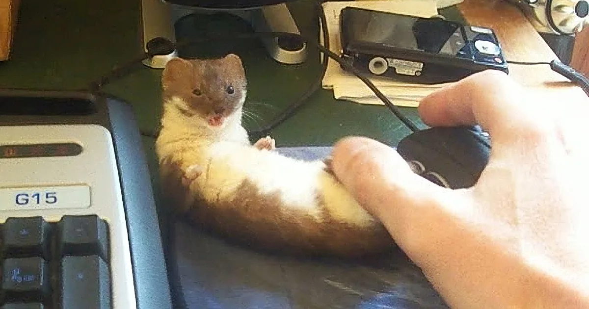 What Is This Man Doing With a Rodent? You're Not Going to Believe It, OMG!