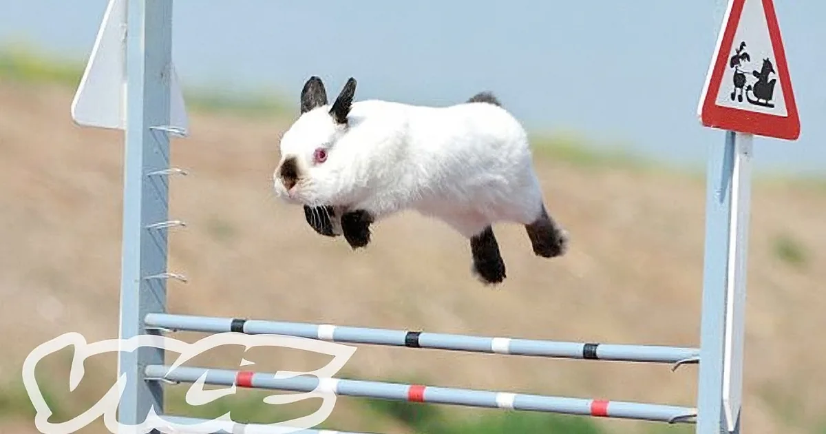Cute Bunny Had to Do This for a Trophy. You'll Be Smiling Ear to Ear, Aww!