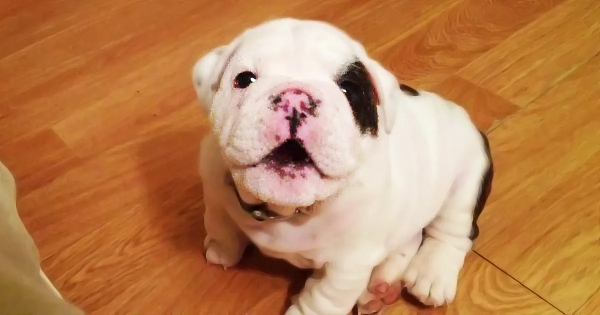 His Owner Wouldn''t Allow Him on the Couch. What This Bulldog Did Next Left Me in Hysterics! Rofl!