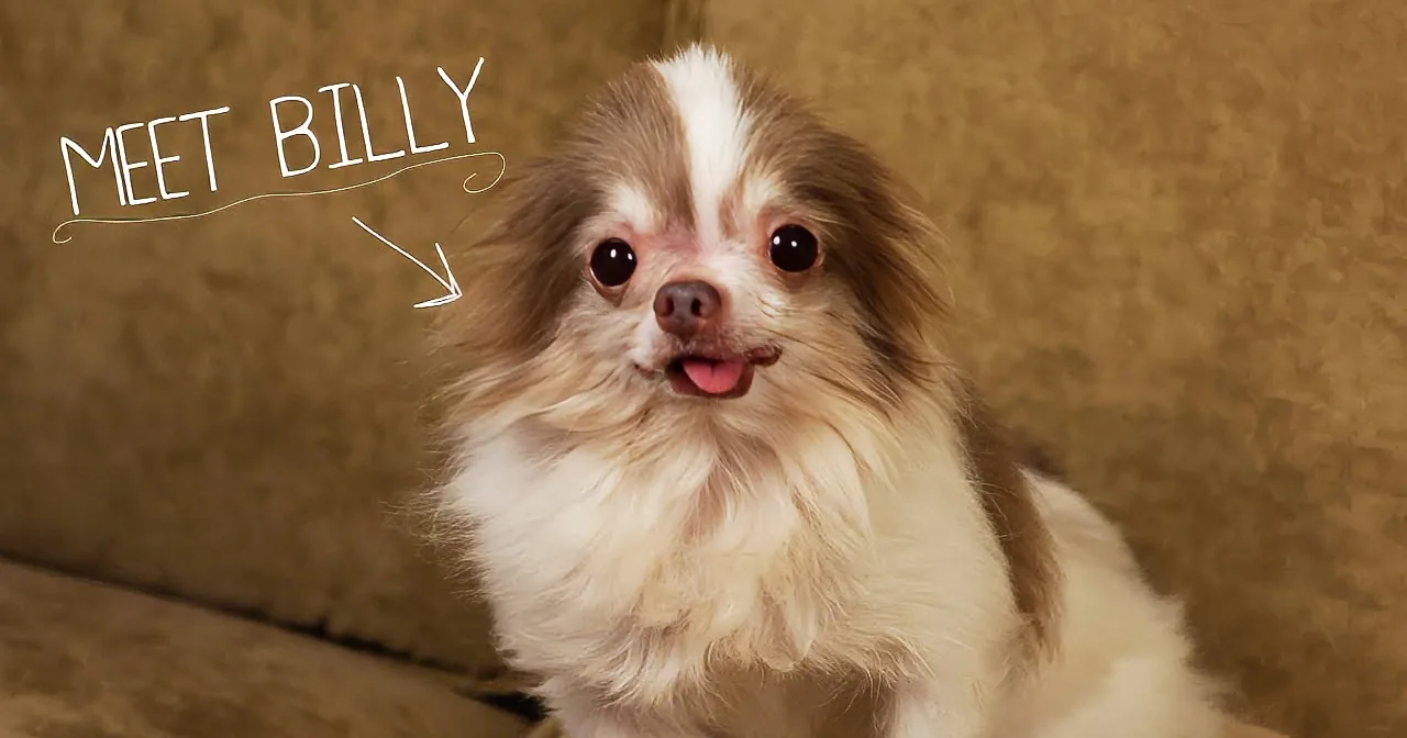 A fluffy dog with a white and brown coat sits on a brown couch, with text saying "Meet Billy."