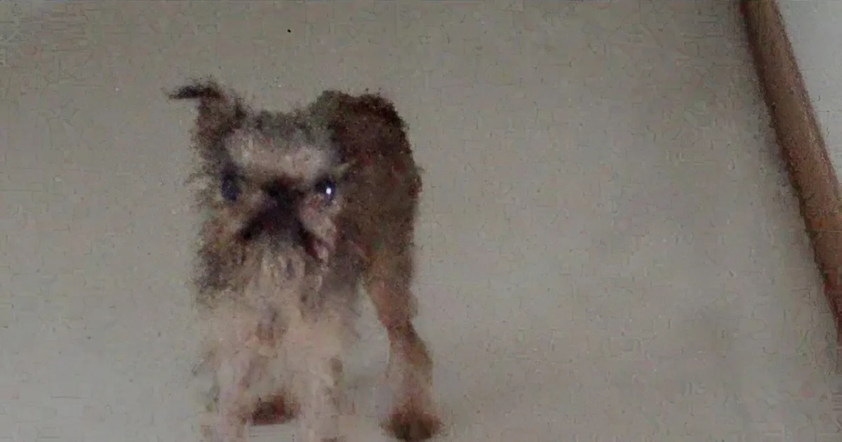 A small, scruffy dog with a dark face and light fur stands on a light-colored floor, looking slightly to the left.